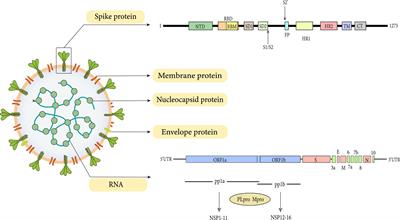 SARS-CoV-2 and Emerging Variants: Unmasking Structure, Function, Infection, and Immune Escape Mechanisms